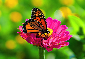 On pink, pink, monarch, black, butterfly, yellow, flower, orange, beauty HD wallpaper