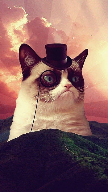 Funny Memes, Cool Cat, Art HD phone wallpaper