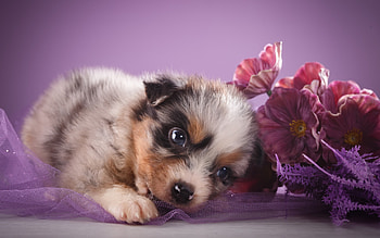 Puppy, dog, sweet, animal, cute, pink, flower, paw, caine HD wallpaper