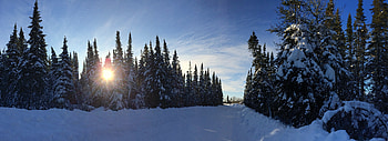 Sunrise, trees, nature, winter HD wallpaper