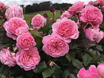 Bunch of Pink Roses, pink, roses, nature, flowers, bunch HD wallpaper