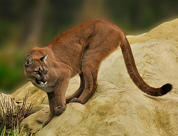 puma, mountain lion, cougar, cat, nature HD wallpaper