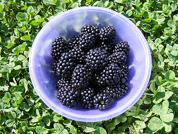 Food, Blackberry, Berry, Plate, Ripe HD wallpaper