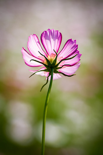 Flowers, Pink, Flower, Blur, Smooth, Kosmeya, Cosmos HD phone wallpaper