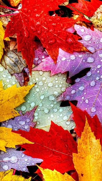 Water drops, Maple Leaves HD phone wallpaper