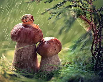 Rainy day, brown, rain, julia voinich, green, nature, mushroom, snail HD wallpaper