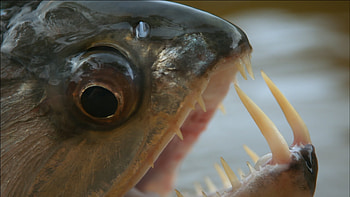 Vampire Fish, teeth, fish, vampire, fangs HD wallpaper
