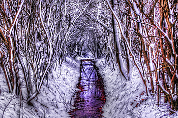 Winter forest, river, winter, white, , landscape, cold, r, beautiful, background, snow, trees, nature, water, forest, ice HD wallpaper