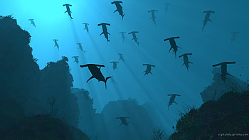 hammerhead sharks, hammerhead, coral, shark, ocean HD wallpaper