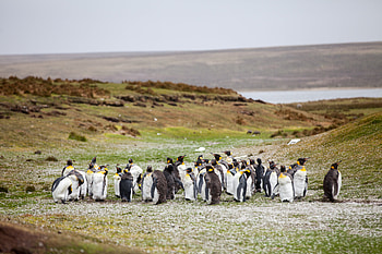 Animals, Pinguins, Grass, Shore, Bank, Flock HD wallpaper