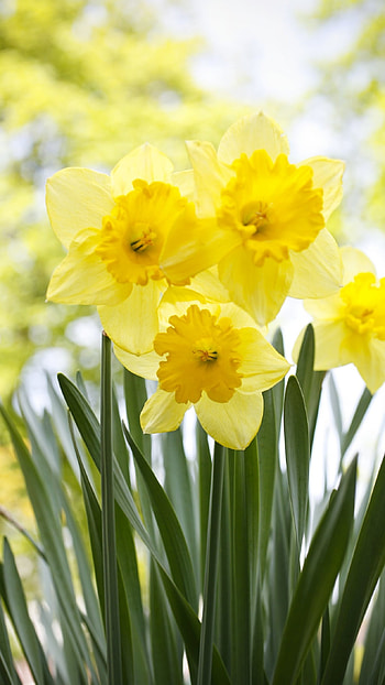 Daffodil, Yellow Flowers HD phone wallpaper