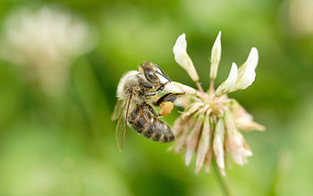 Macro, Insect, Field, Flight, Bee, Clover HD wallpaper