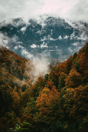 Nature, Trees, Autumn, Forest, Fog HD phone wallpaper