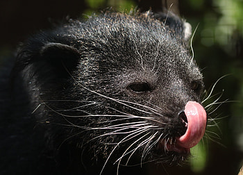 Binturong species, Bearcat nickname, Arboreal lifestyle, Prehensile tail HD wallpaper