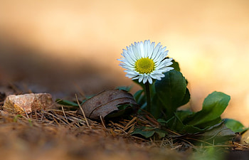 Daisy, nature, flowers, floer HD wallpaper