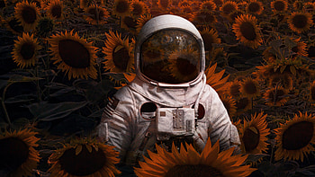 Astronaut In Sunflowers Field , astronaut, field, artist, artwork, digital-art HD wallpaper