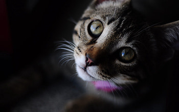 Animals, Cat, Muzzle, Eyes, Close-Up, Striped HD wallpaper