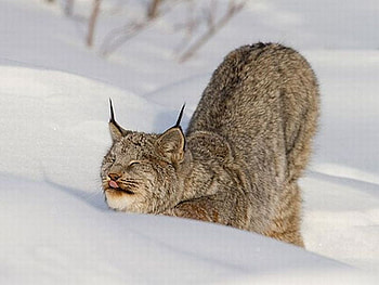 Cat in Snow, cat, funny, in snow HD wallpaper