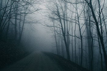 Nature, Trees, Dark, Road, Fog, Gloomy HD wallpaper