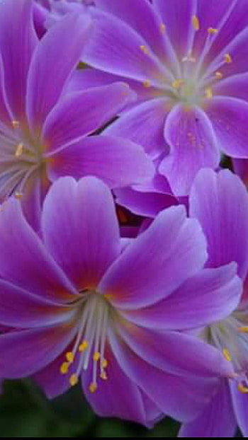 Beautiful Flowers, Mogal Flower, Flower HD phone wallpaper