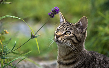 Animals, Grass, Cat, Muzzle, Sight, Opinion HD wallpaper