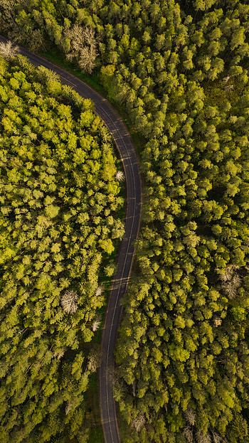 Nature, View From Above, Road, Forest, Winding, Sinuous HD phone wallpaper