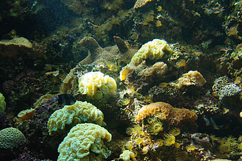 Nature, Water, Coral, Underwater World, Seaweed, Algae HD wallpaper