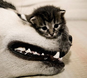 Beautiful Love, kitten, dog, kitty, dogs, cats, cute, nice, precious, animals, protector, adorable, friends, sweet, cat, beautiful, love, friendship, lovely HD wallpaper