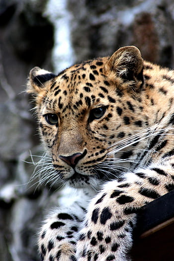 Stunning close-up of a leopard showcasing its elegant spots and piercing gaze. HD phone wallpaper