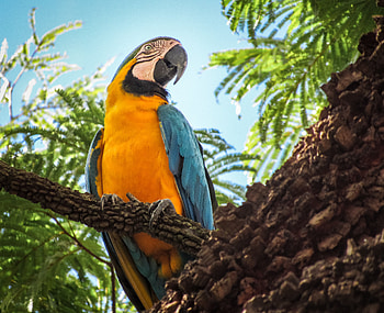 Blue And Yellow Macaw , macaw, parrot, birds HD wallpaper