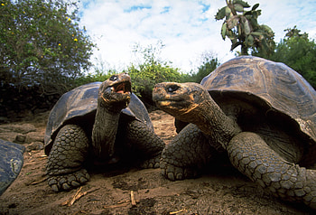 Animals, Turtles, Couple, Pair, Reptiles, Mud, Dirt HD wallpaper