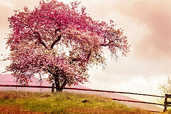 Spring Blossom, pink, field, spring, blossom, tree HD wallpaper