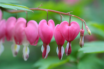 Bleeding heart, bloom, pink flowers HD wallpaper