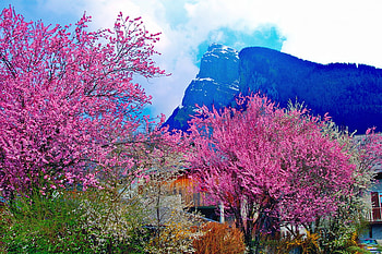 Power of spring, blue, colorful, power, house, landscape, popular, colors, sesons, spring, mountain, background, pink, clouds, trees, nature, sky HD wallpaper