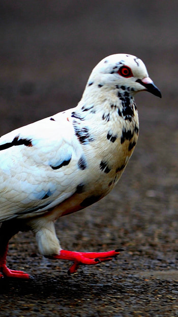 Pigeon , 6 Plus, Avian beauty, Mobile delight HD phone wallpaper
