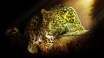 Leopard, , windows HD wallpaper