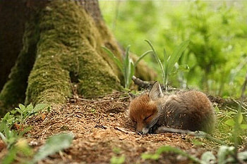 A Quick Baby Fox Nap, nap, shade, baby, cute, nature, fox, sleep, tree HD wallpaper