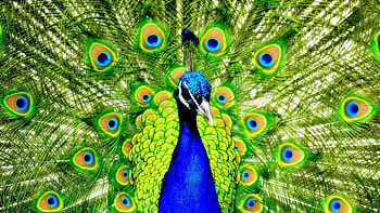 Peacock , Trump collection, Stunning bird, Striking HD wallpaper