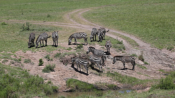 Kruger Adventures, Kenya safari, Unique destinations, Wildlife encounters HD wallpaper