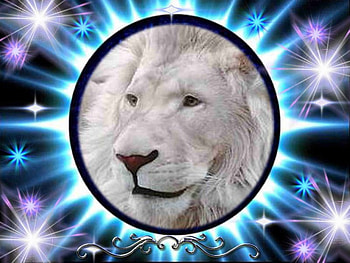 white lion, blue, beautiful, whte lion HD wallpaper