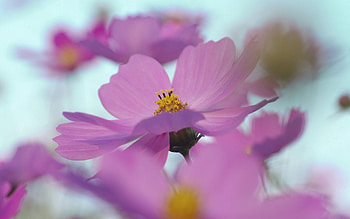 Flowers, Macro, Bright, Petals, Greased, Smeared HD wallpaper