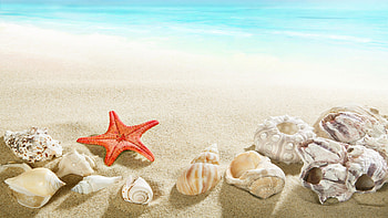 Beach Seashell, , Michelle Peltier, Pretty HD wallpaper