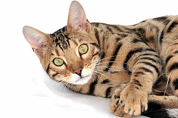 Bengal Cat, Graceful leopard-like spots, Sleek and muscular, Exotic feline HD wallpaper