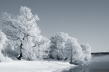 Winter, art , grey, beautiful, snow, trees, sky, water, ice, frosted HD wallpaper