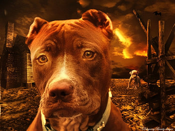 Pitbulls, art, dog lovers, dogs, animal lovers, orange, shalena waddell, puppy, animals HD wallpaper