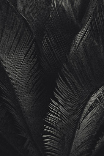 Leaves, Texture, Textures, Palm, Bw, Chb HD phone wallpaper