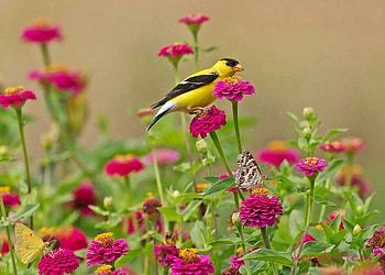 Finch flowers and a butterfly, butterfly, field, finch, black and yellow, pink flowers HD wallpaper