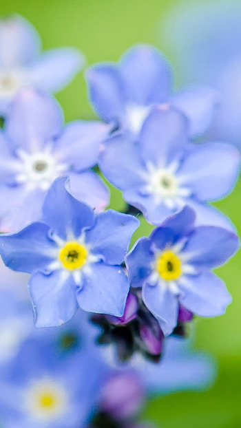 Blue Flowers, Flower Focus HD phone wallpaper