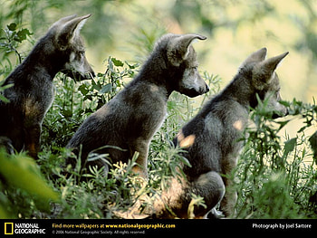 The 3 Little Wolves, black, pups, cute, three, woves HD wallpaper