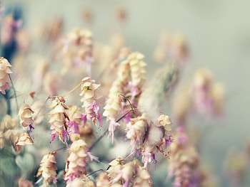 Grass, Macro, Light, Light Coloured HD wallpaper